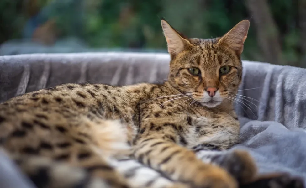 gato savannah deitado na cama