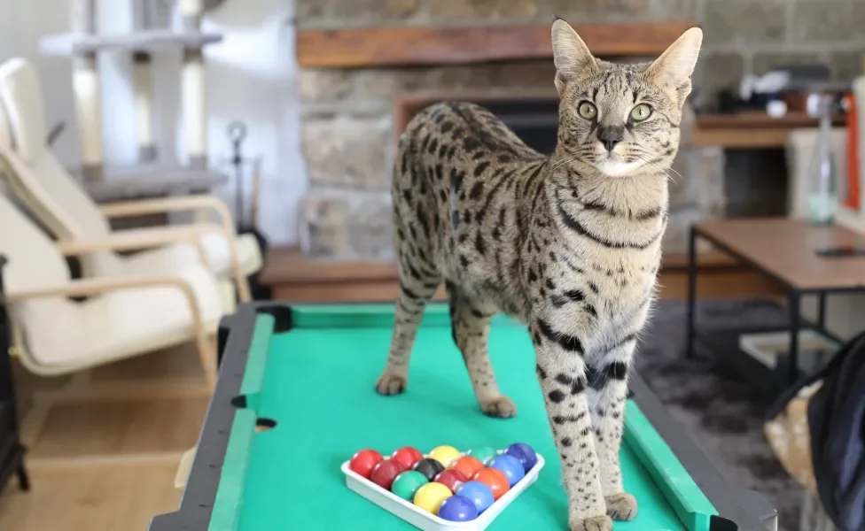 gato Savannah em pé em cima da mesa