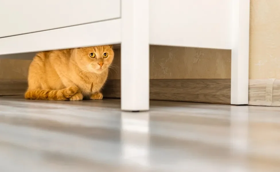 gato se escondendo debaixo de mesa