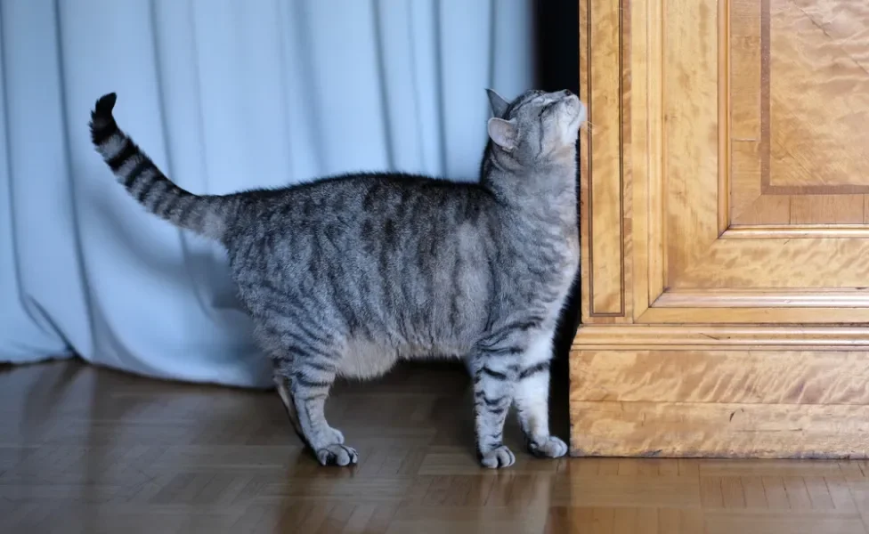 gato se esfregando em móvel