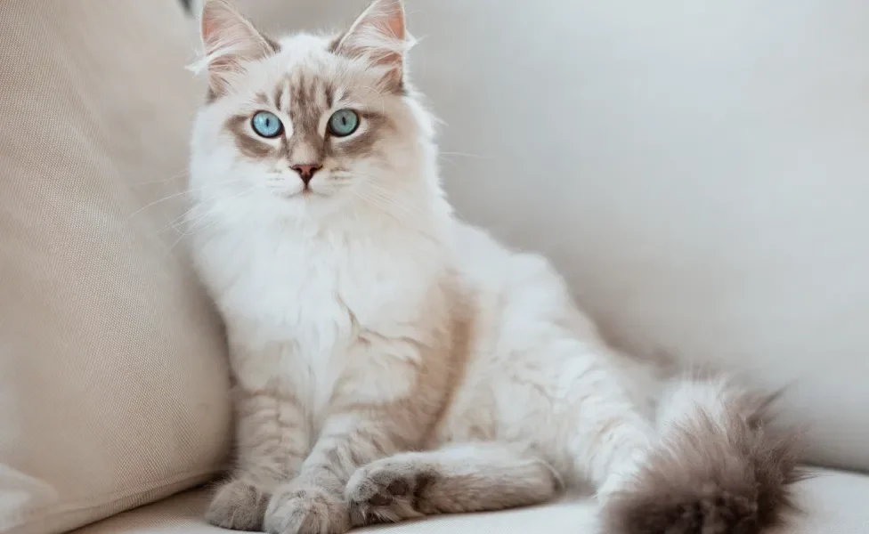 gato Siberiano sentado no sofá