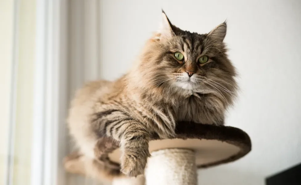 gato peludo da raça Siberiano deitado me cima de arranhador