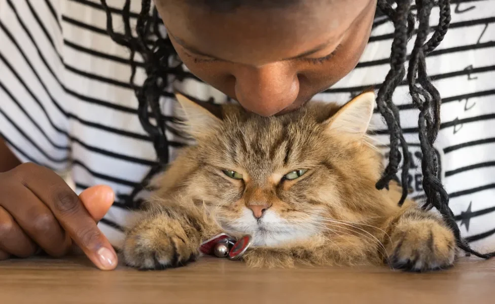 criança beijando cabeça de gato Siberiano 