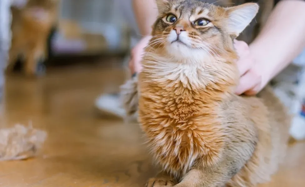 gato peludo da raça Somali sentado no chão