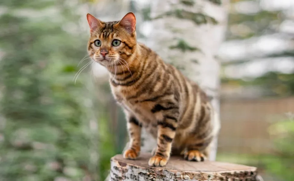 gato toyger sentado em cima de tronco de árvore