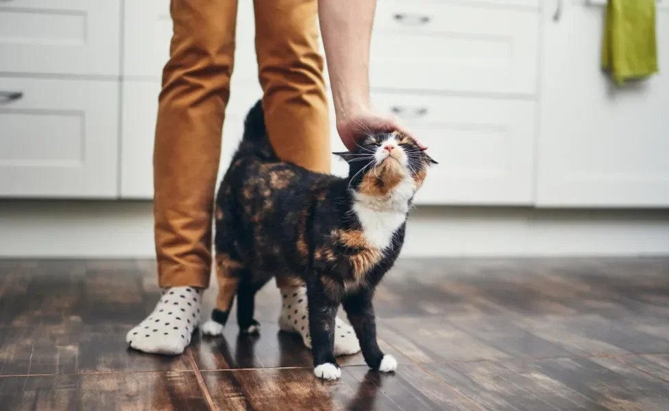 gato trazendo presente para o dono