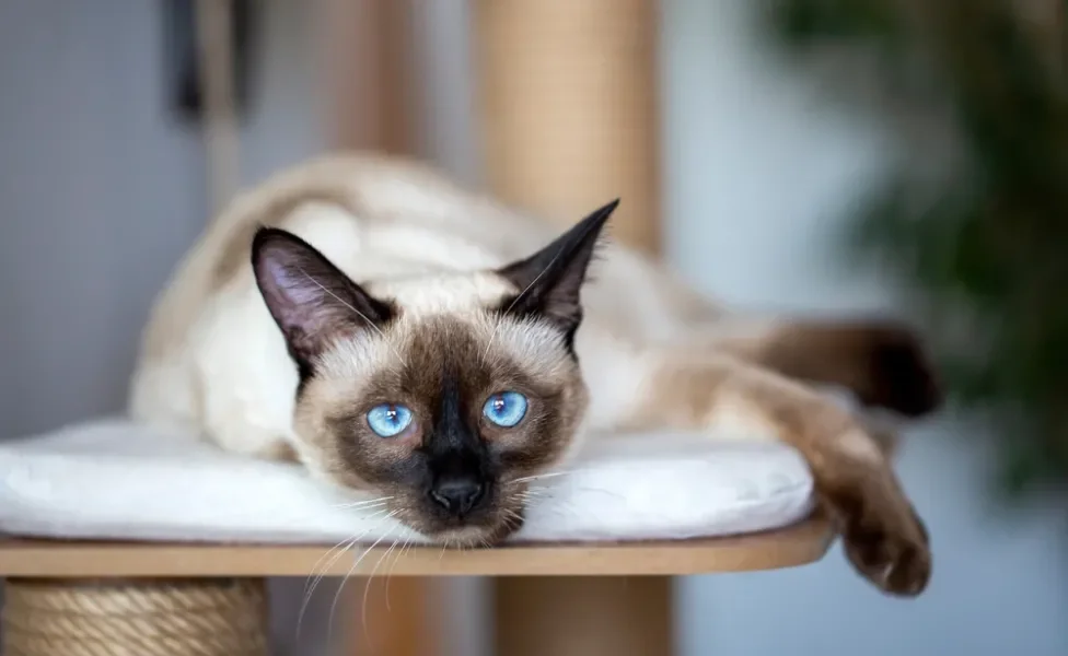 Gato Siamês deitado em um arranhador com as patinhas para fora