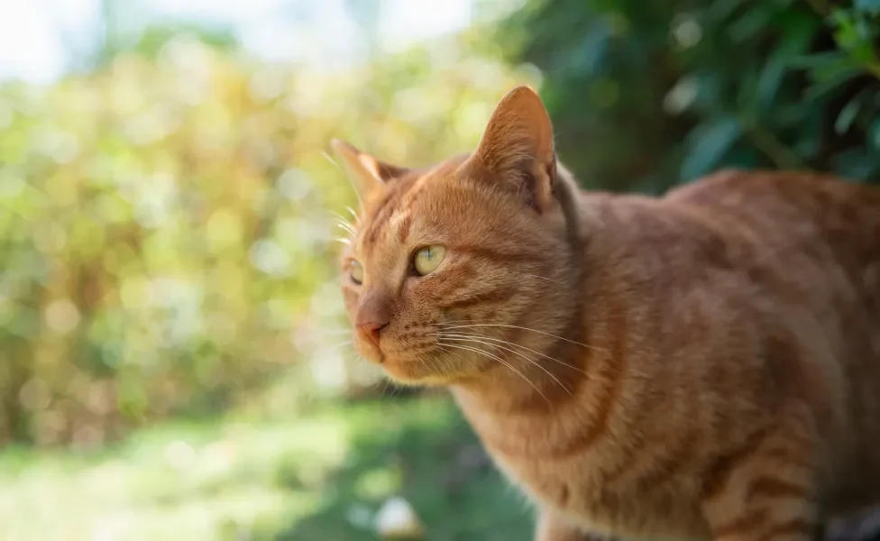 Gato laranja com natureza ao fundo