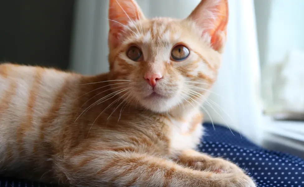 gato amarelo malhado deitado na janela