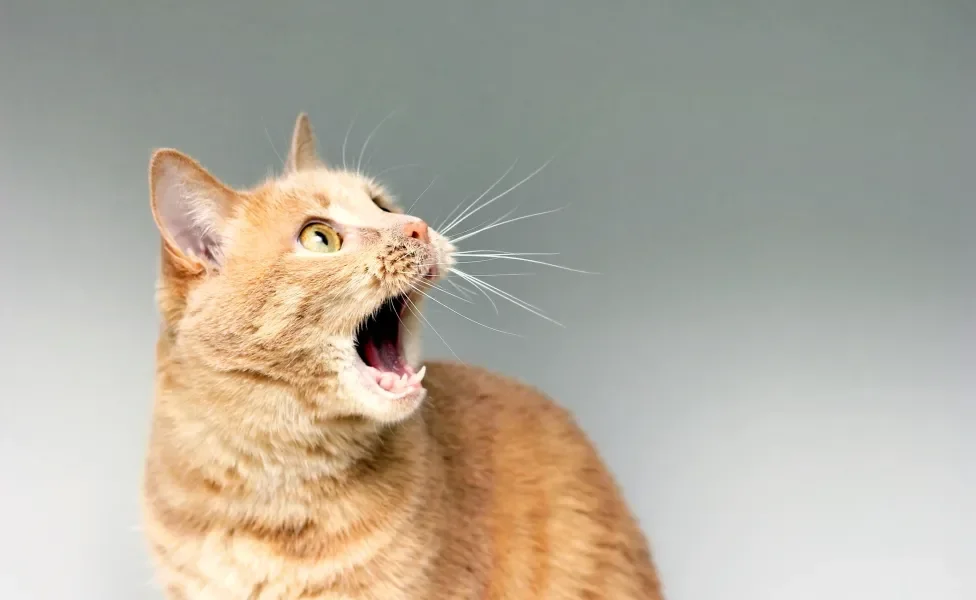 Gato laranja arrepiado, com olhos arregalados e boquiaberto