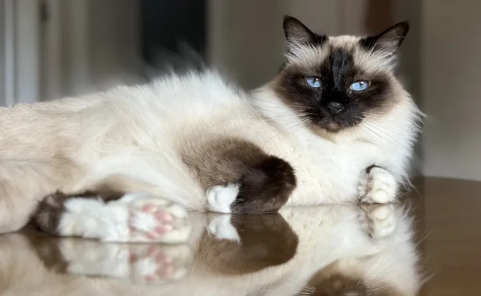 Gato Birmanês deitado em chão brilhante