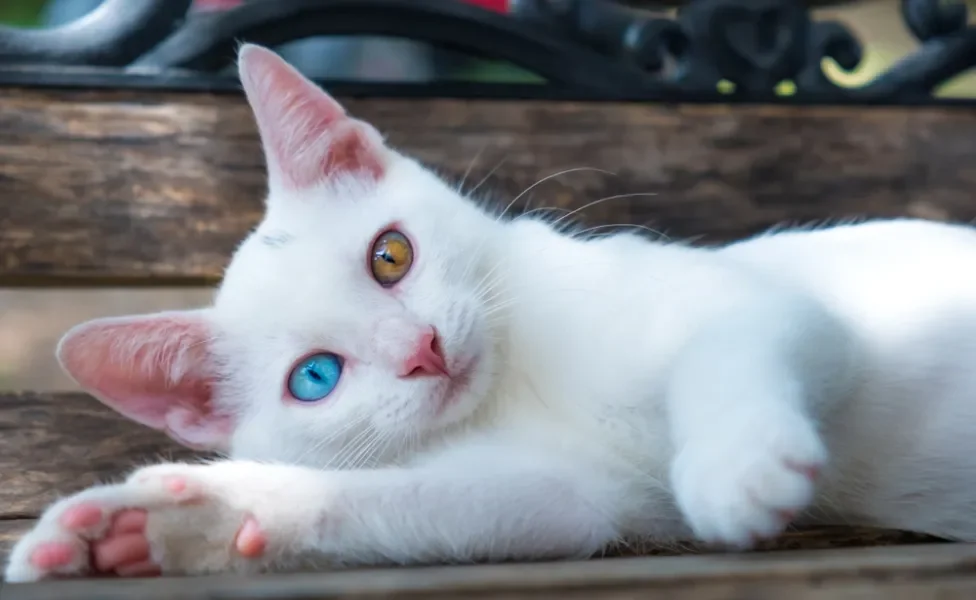 gato branco com um olho azul e outro amarelo