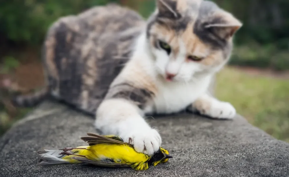 gato caçador com a pata em cima de pássaro