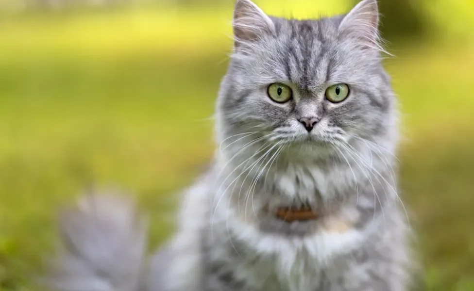 gato cinza olhando para frente