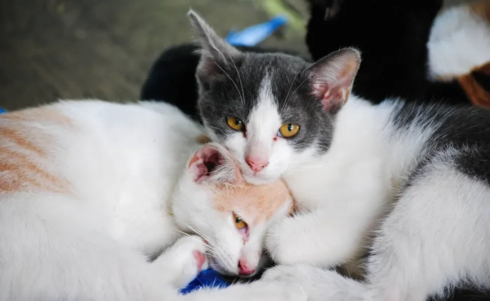 Dois gatos juntos, em clima de romance