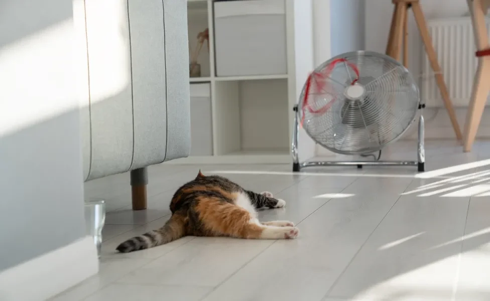 Gato deitado em chão de casa na frente de ventilador de chão