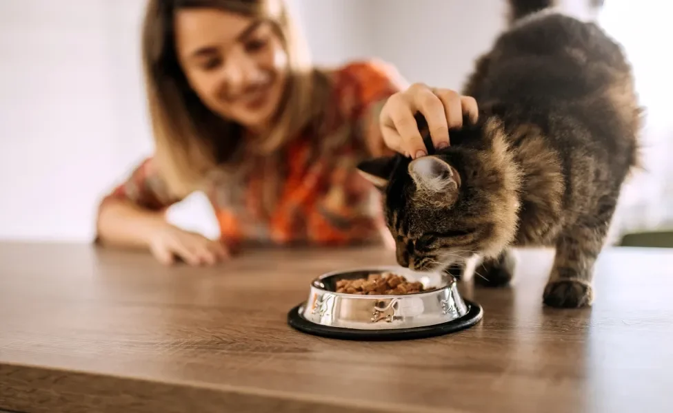 Gato comendo ração em pote enquanto recebe carinho de tutora