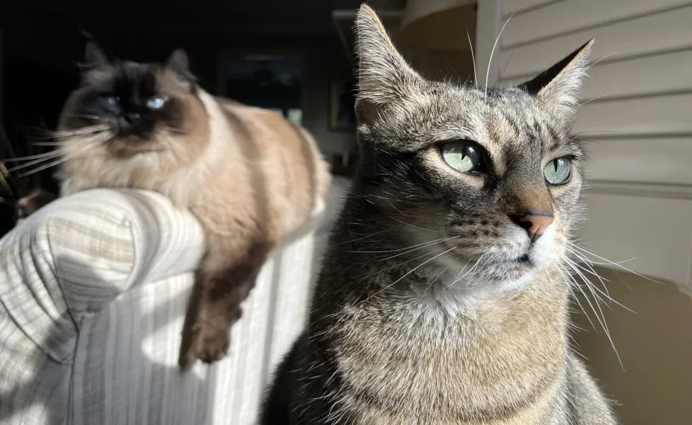 Dois gatos dentro de casa tomando sol