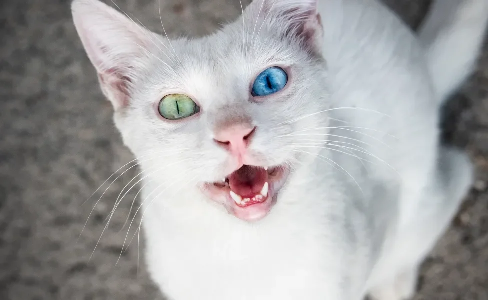 Gato branco com olhos das cores azul e verde