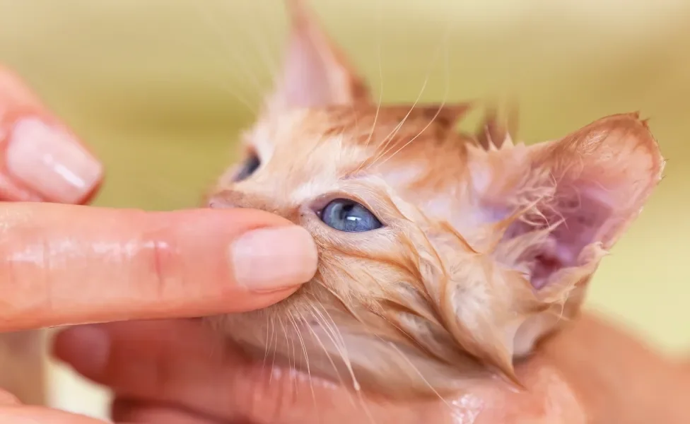 Mão humana tocando perto de olho de gato filhote laranja