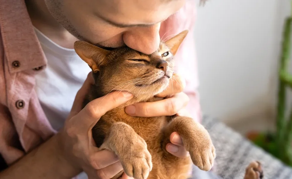 Tutor beijando cabeça de gato Abissínio