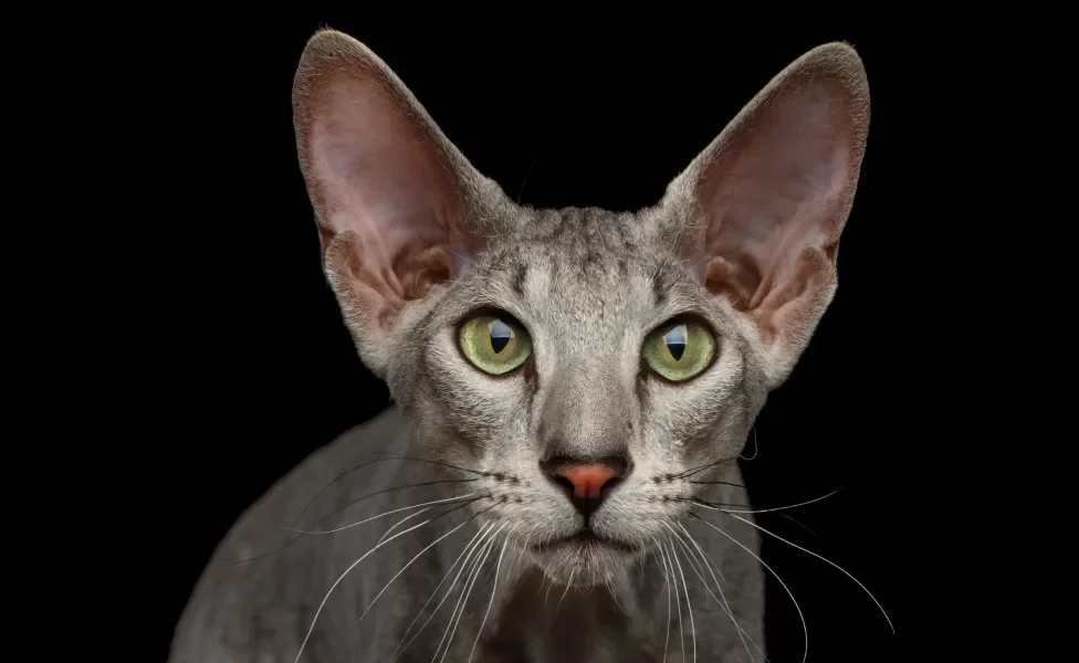 Gato Peterbald em fundo preto