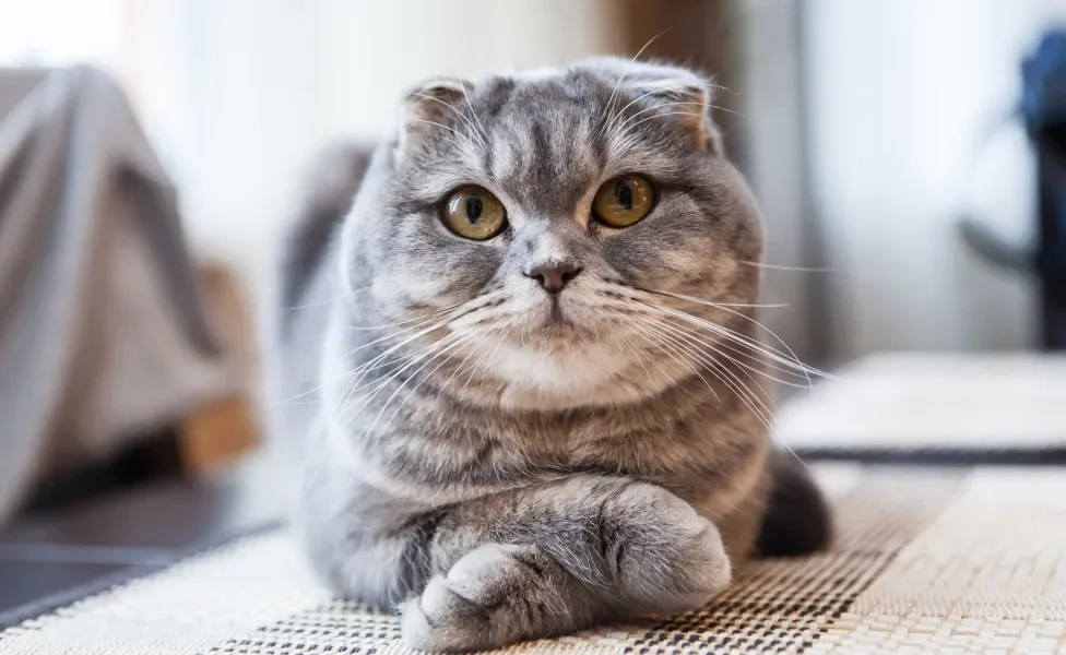 Gato Scottish Fold com as patinhas dianteiras cruzadas em pose fofa