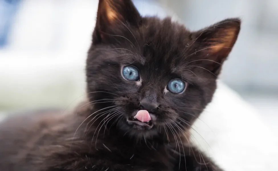 Gato filhote preto de olhos azuis