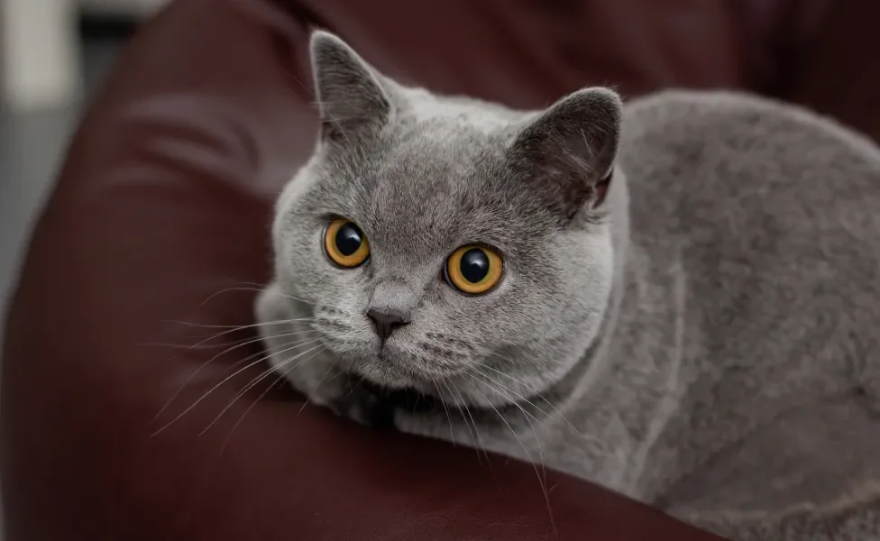 Gato de Pelo Curto deitado em assento fofo