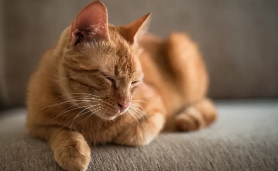 gato dormindo sobre as patas