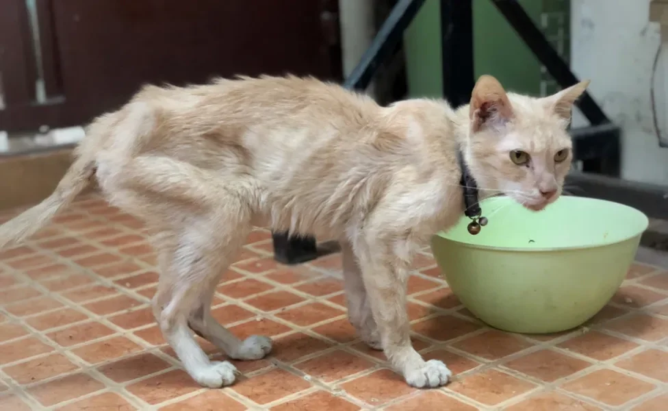 gato emagrecendo perto de potinho