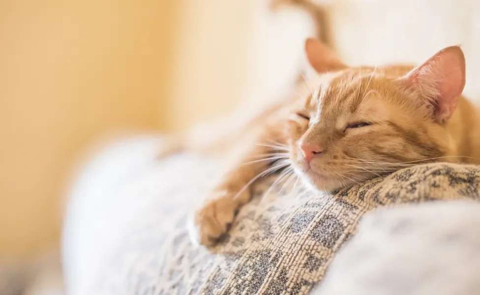 gato laranja dormindo