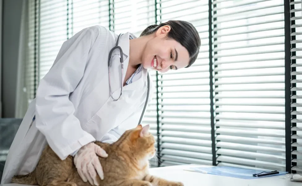 Gato laranja em consultório médico sendo cuidado por veterinária que sorri para ele