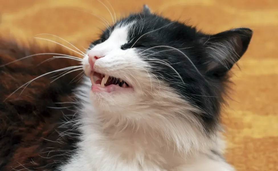 Gato preto e branco com semblante de que está prestes a espirrar