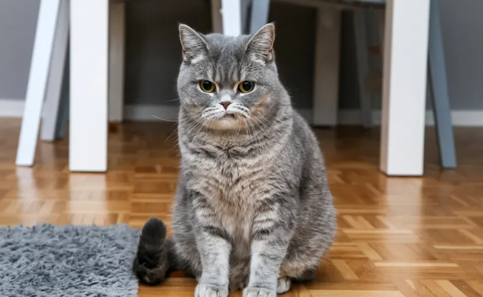 gato estressado cinza sentado no chão