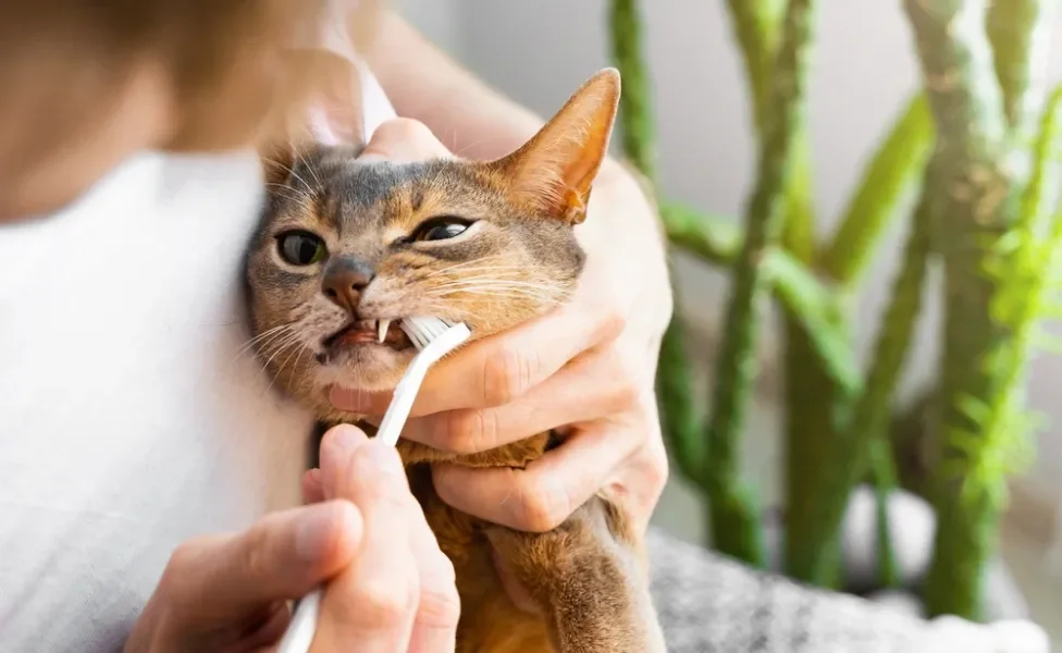 tutora escovando os dentes do gato