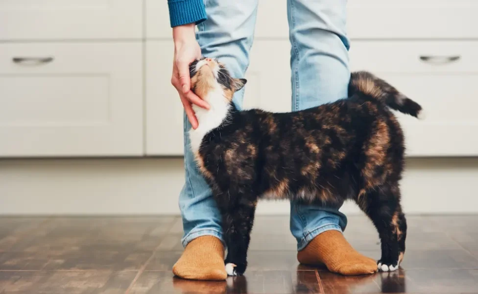 gato feliz se esfregando nas pernas do dono