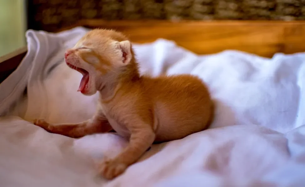 gato filhote laranja bocejando