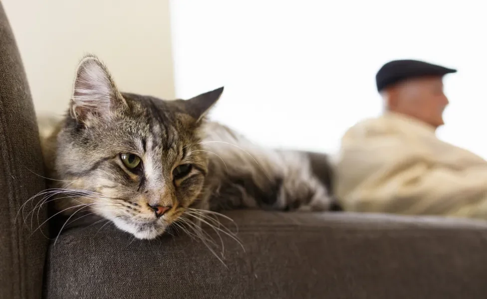 Gato colorido deitado no sofá com semblante apático com idoso no fundo