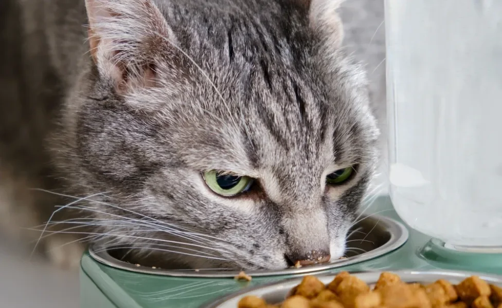 gato idoso comendo ração