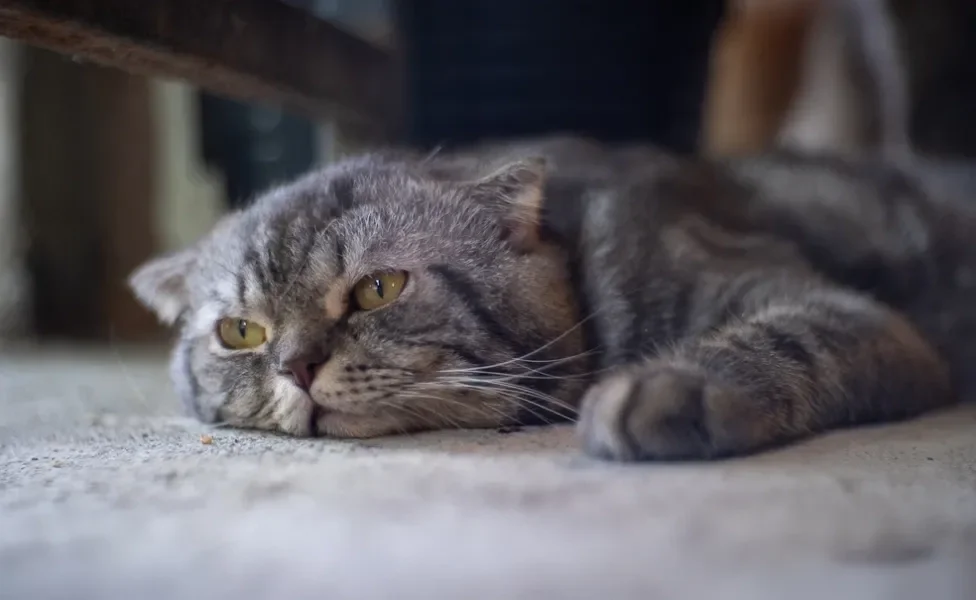 gato idoso deitado apático