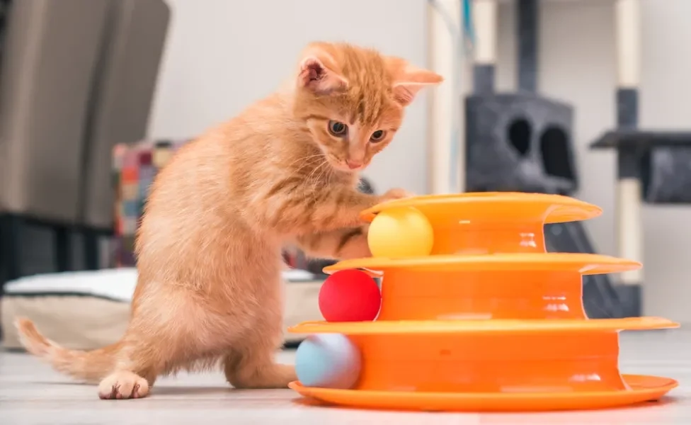 gato laranja filhote brincando com bolinhas