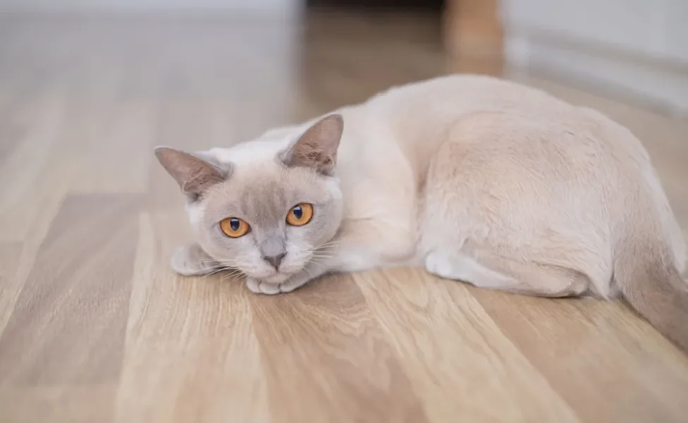 gato lilás deitado no chão