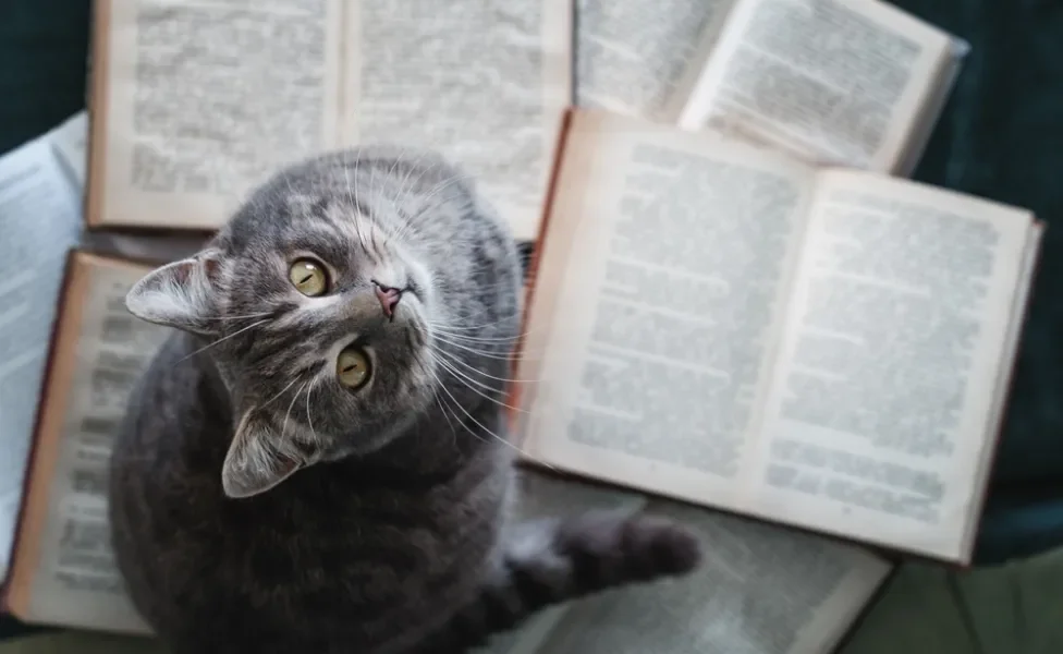 gato em cima de livros