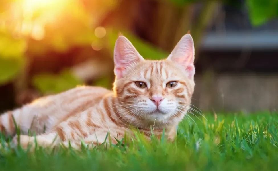 gato malhado laranja deitado no gramado