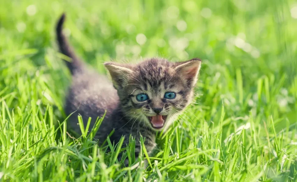 filhote de gato miando em gramado ao ar livre