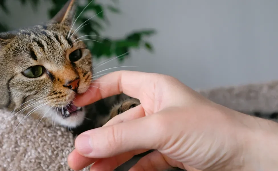 Gatinho mordendo dedo de tutor