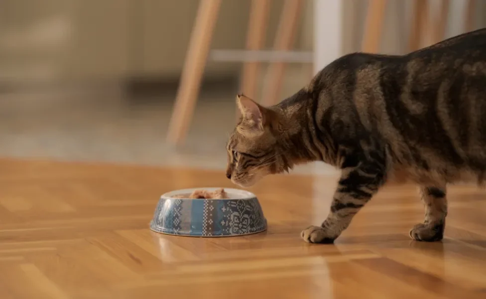 gato olhando para pote de comida