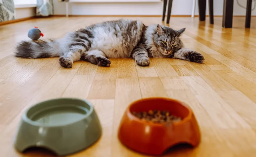 Gato deitado no chão longe de potes de água e comida