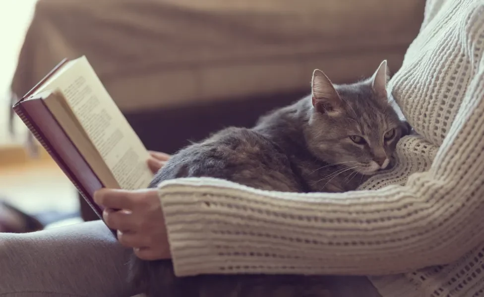 Gato deitado no colo de tutora enquanto ela lê livro